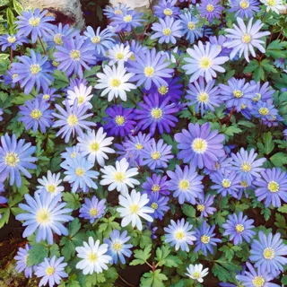 Anemone-Blanda-Blue-Shades.webp