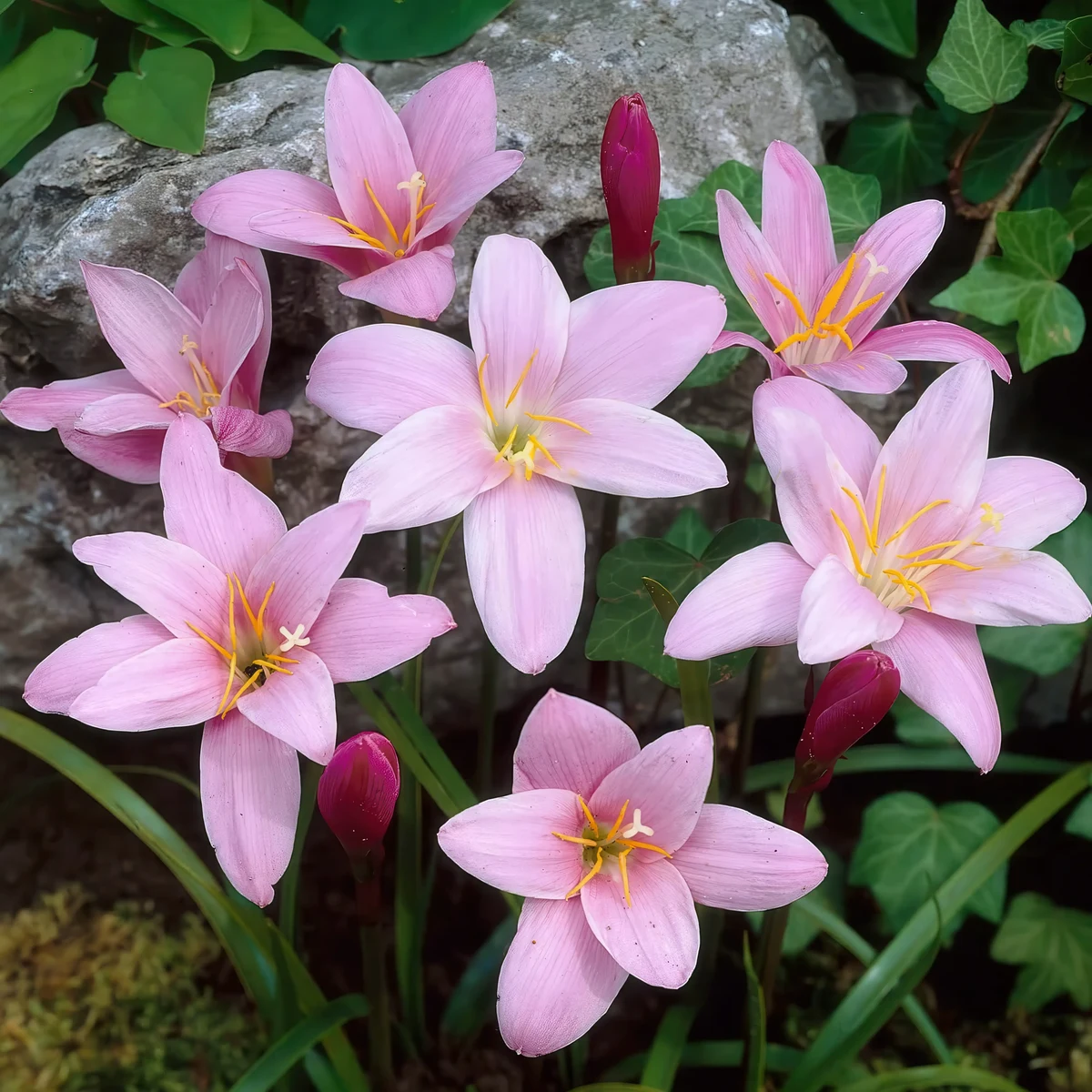 zephyranthes-robusta.webp