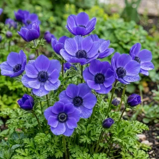 anemone-mister-fokker.webp