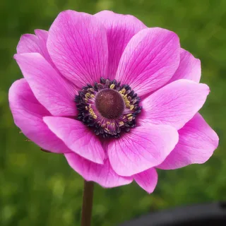 anemone-sylphide.webp