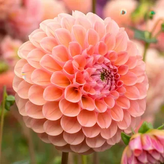 dahlia-lindas-baby.webp
