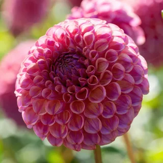 dahlia-caitlins-joy.webp