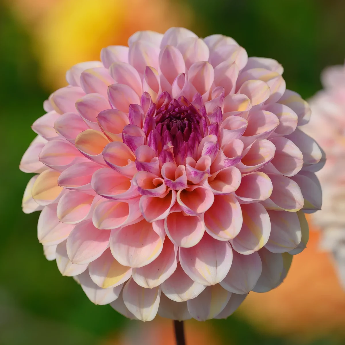 dahlia-wine-eyed-jill.webp