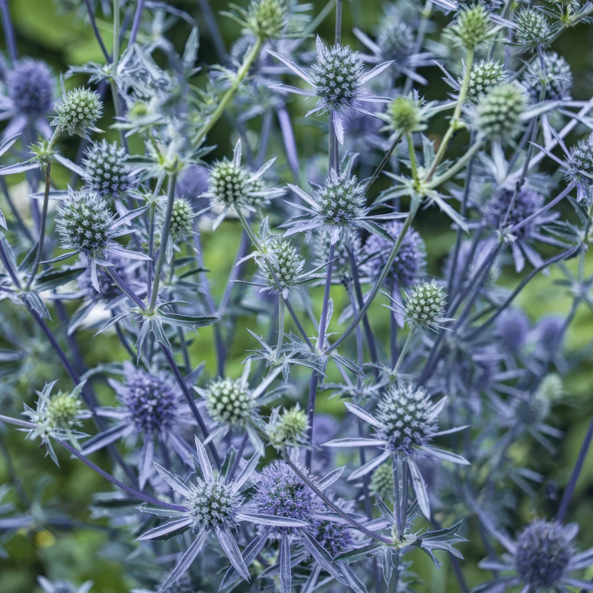sea-holly-eryngium-planum_2.webp