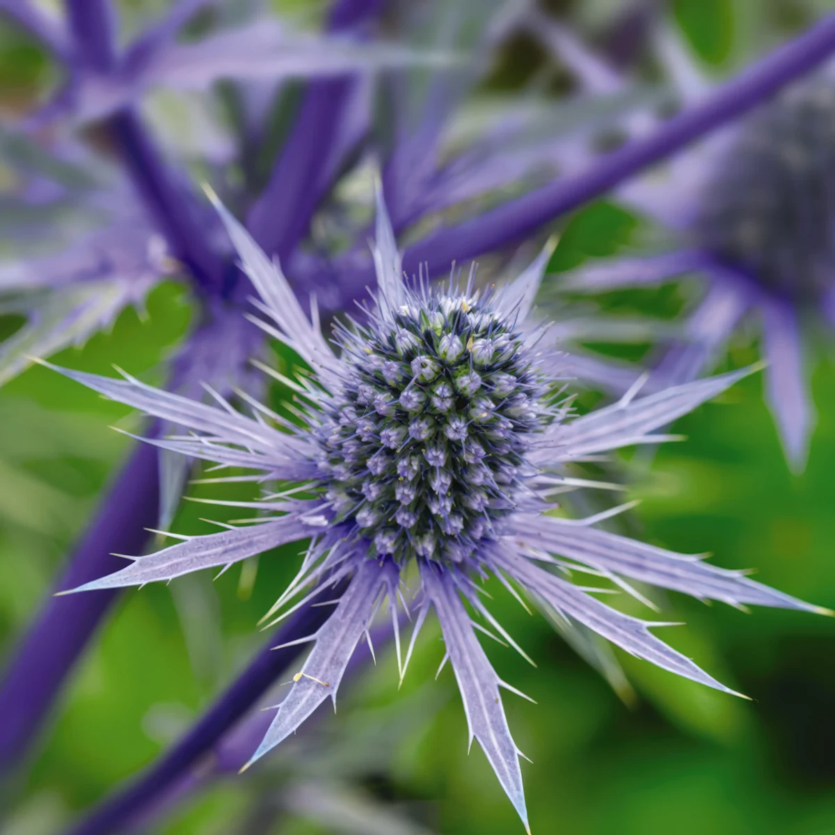 sea-holly-eryngium-planum_1.webp