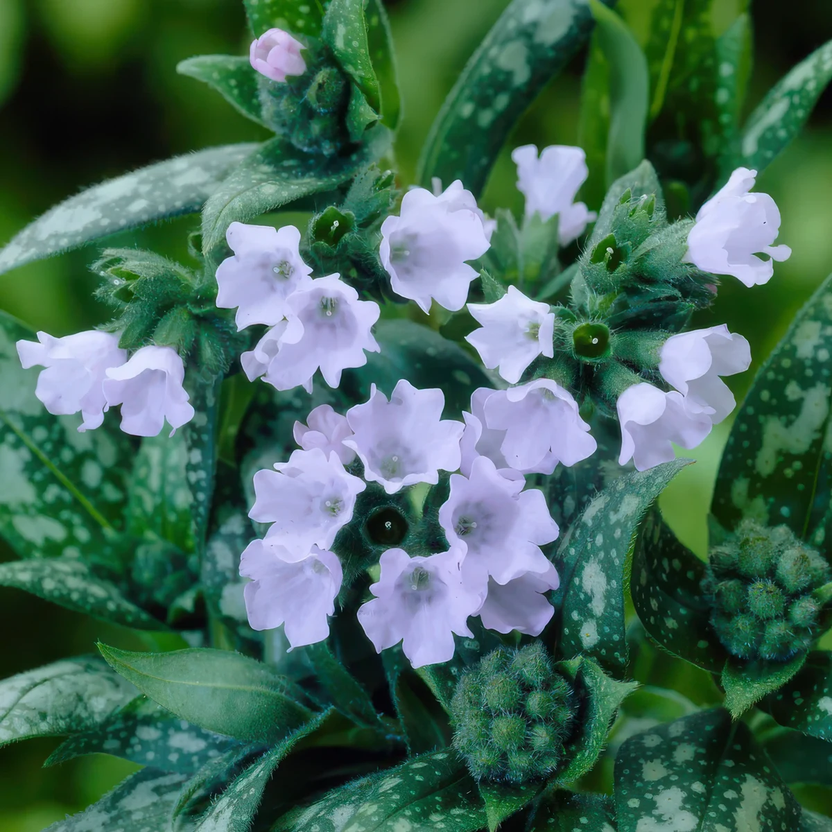 pulmonaria-lungwort-opal.webp