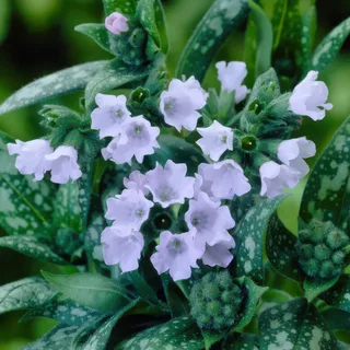 pulmonaria-lungwort-opal.webp