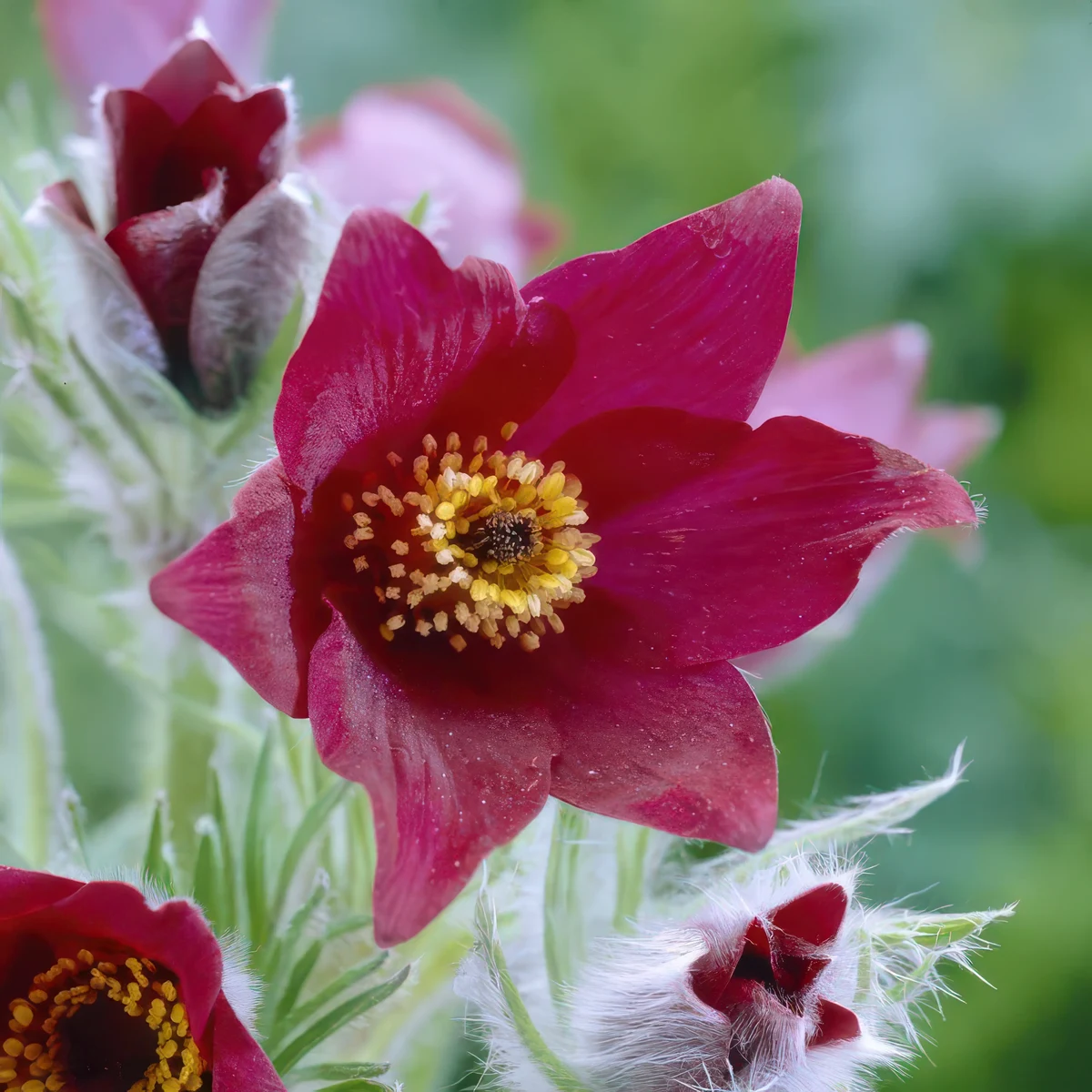 pulsatilla-rubra.webp
