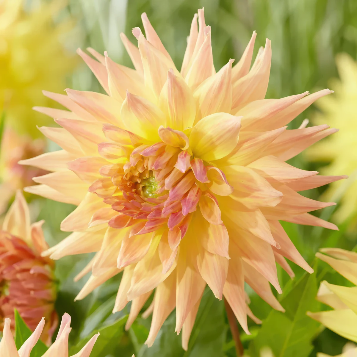 dahlia-penhill-autumn-shade.webp