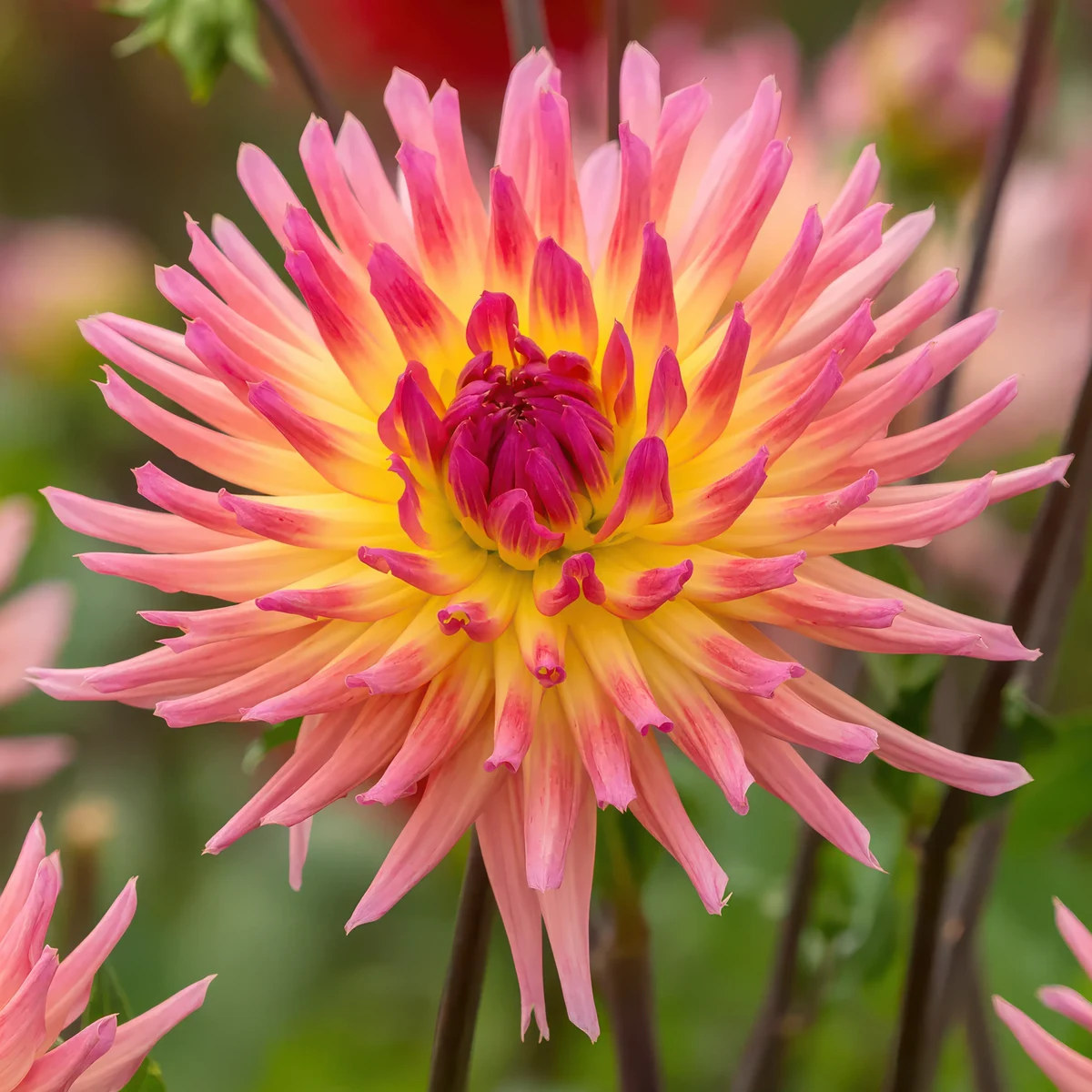 dahlia-karma-sangria-1.webp
