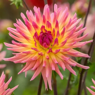 dahlia-karma-sangria-1.webp