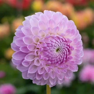 dahlia-megan-dean-1.webp