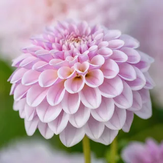 dahlia-pink-silk.webp