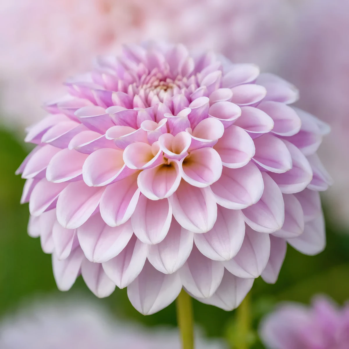 dahlia-pink-silk.webp