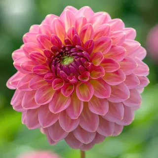 dahlia-pink-suffusion.webp