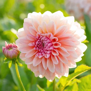 dahlia-sturm-sweet-maria.webp