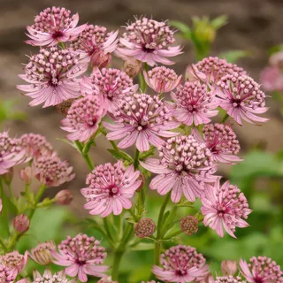 astrantia-pink-pride.webp