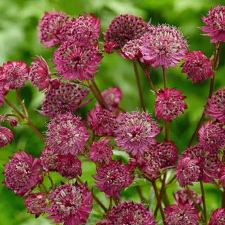 astrantia-sparkling-stars-red.webp