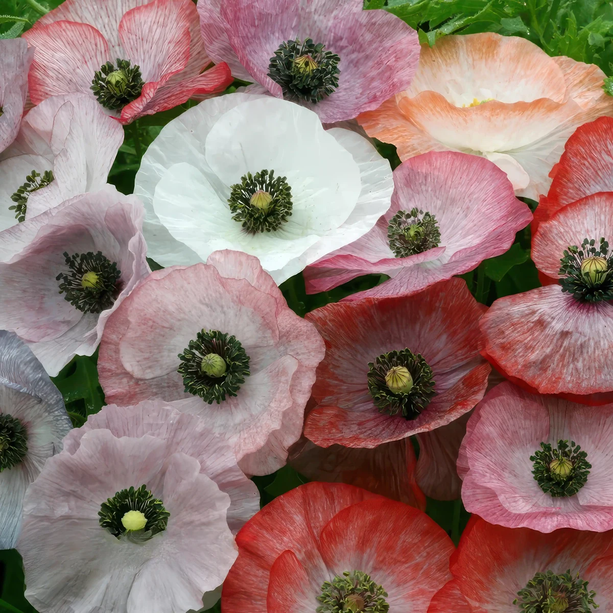 papaver-poppy-mother-of-pearl.webp
