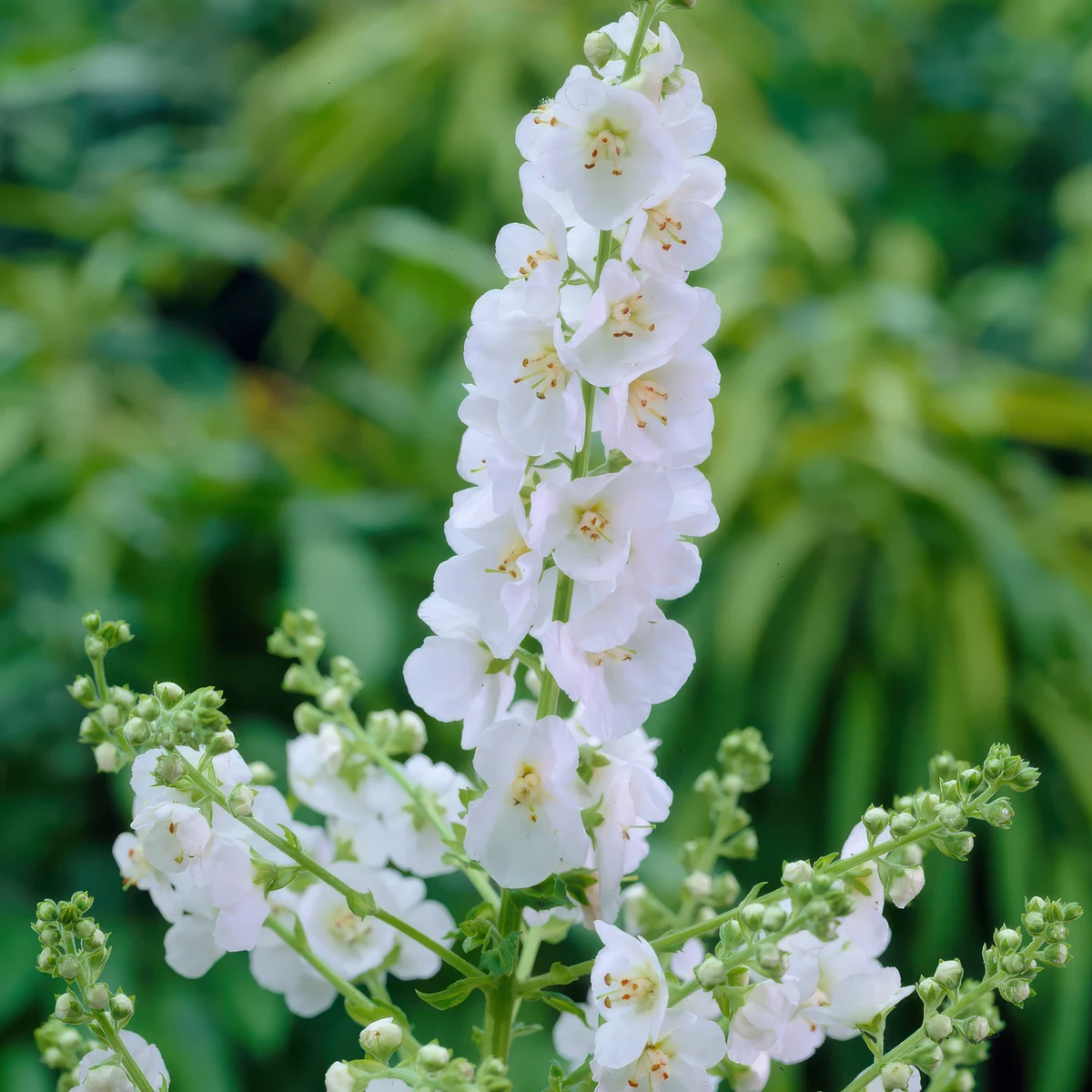 verbascum-phoeniceum-mullein-flush-of-white.webp