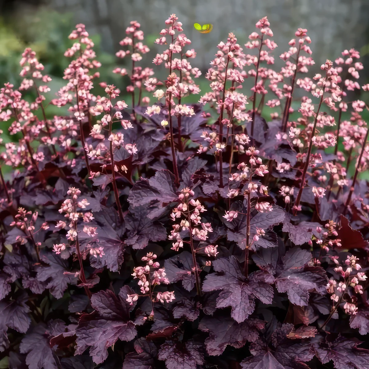 heuchera-sanguinea-purple-palace.webp