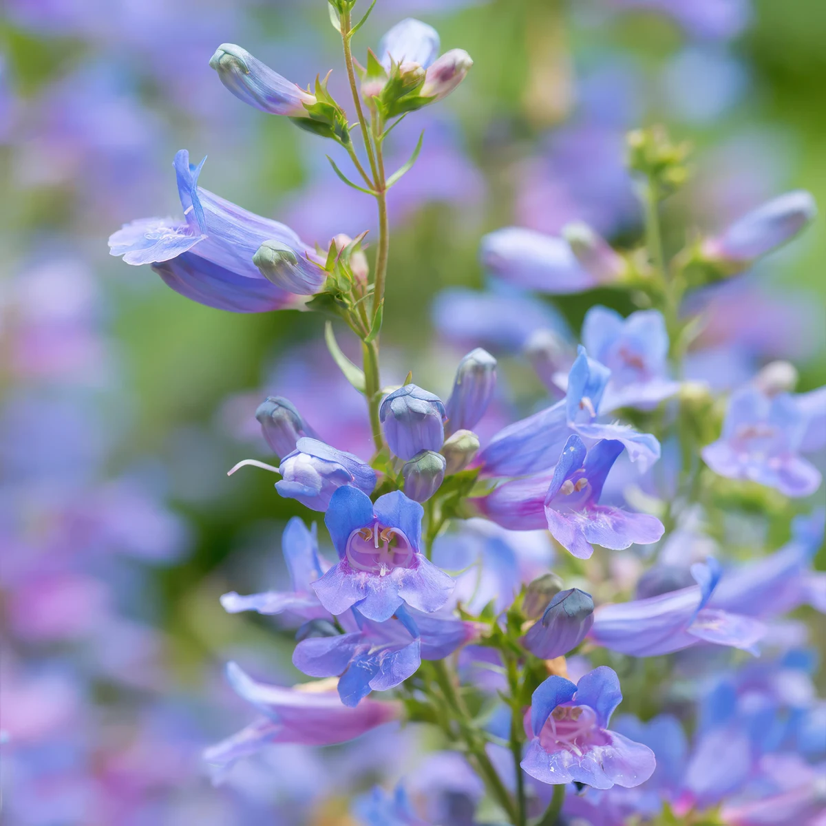 penstemon-beardtongue-heavenly-blue.webp