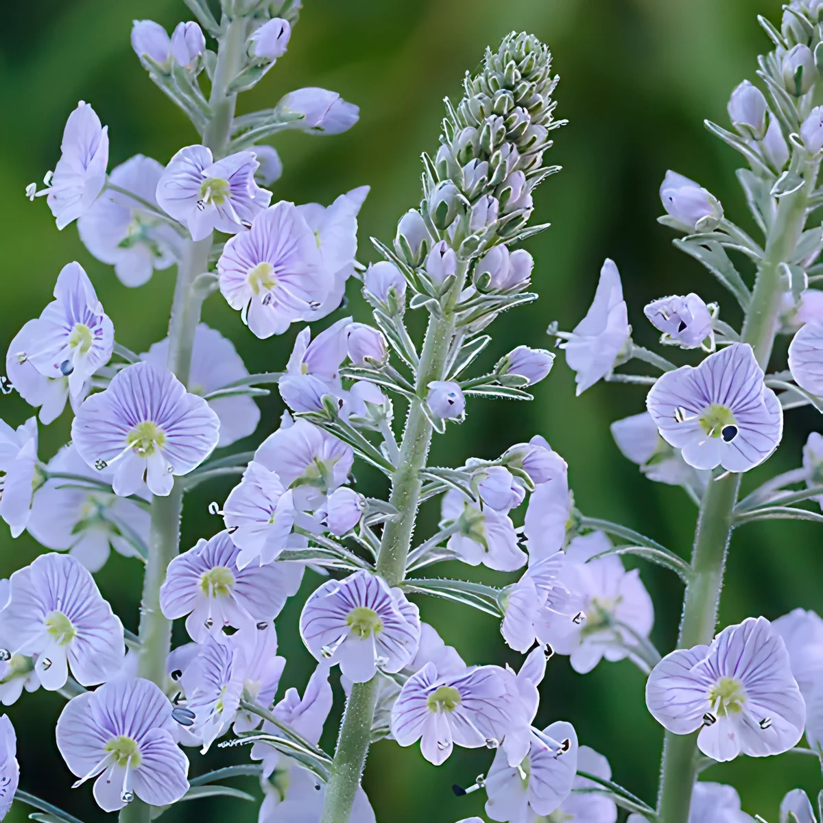 veronica-gentianoides.webp
