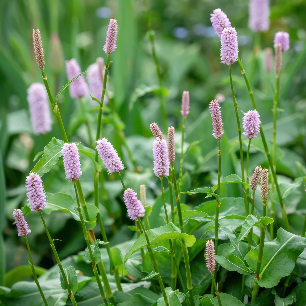 persicaria-bottle-brush-bistorta-superba.webp