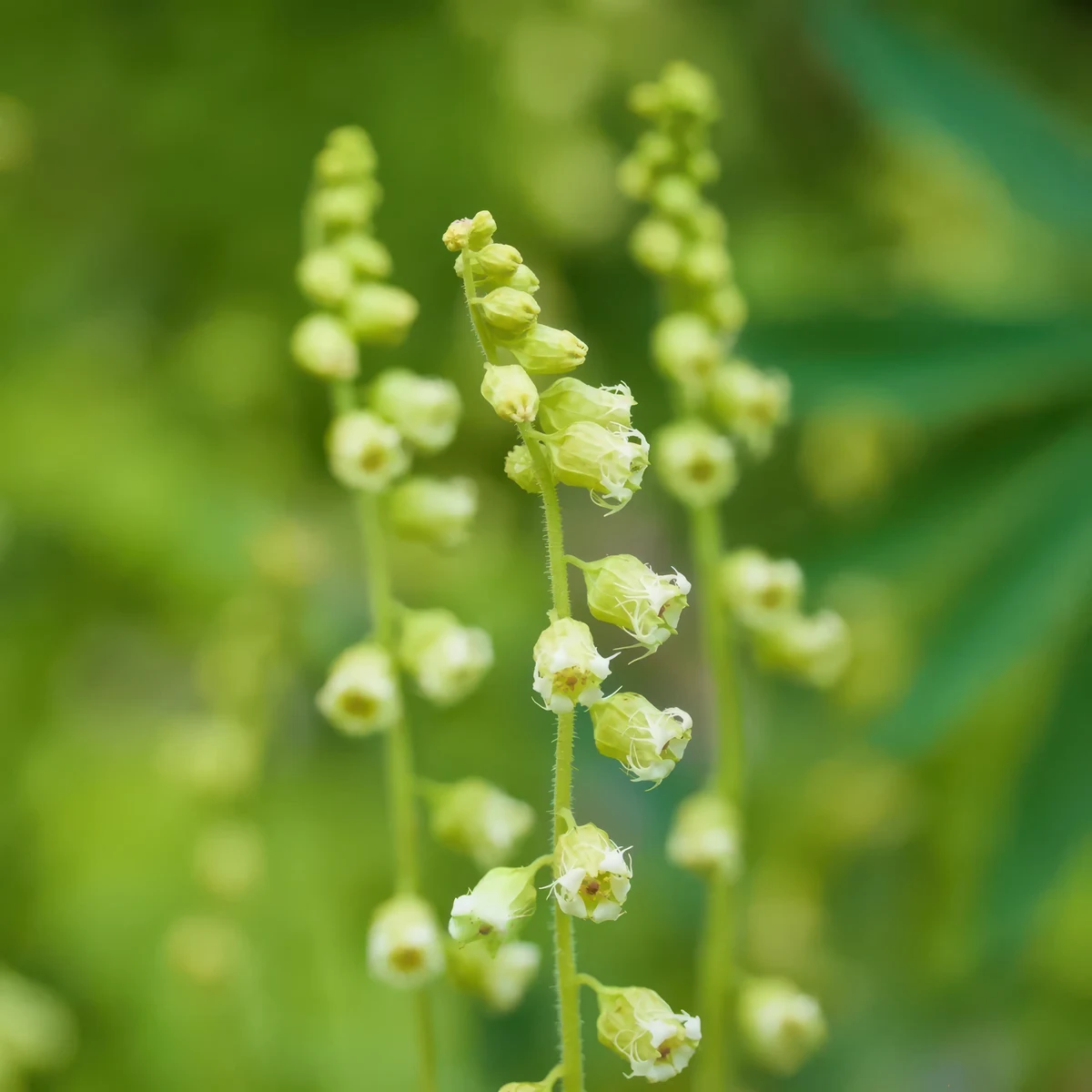 fragrant-fringecup-tellima-grandiflora.webp