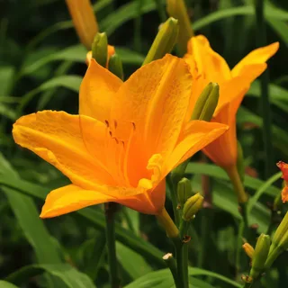 hemerocallis-day-lilly-orange.webp