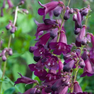 penstemon-beardtongue-raven-1.webp