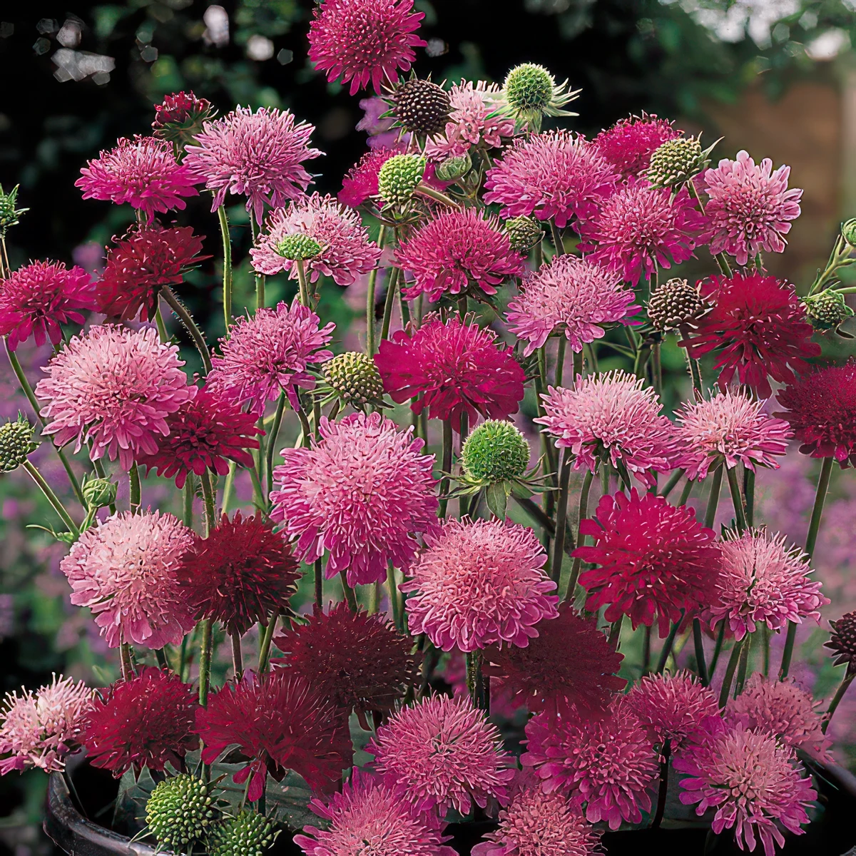 knautia-macedonica-melton-pastels-1-litre-potted-plant-x-15057554048847_01c_MP.webp