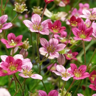 saxifraga-arendsii-mossy-purple-2.webp