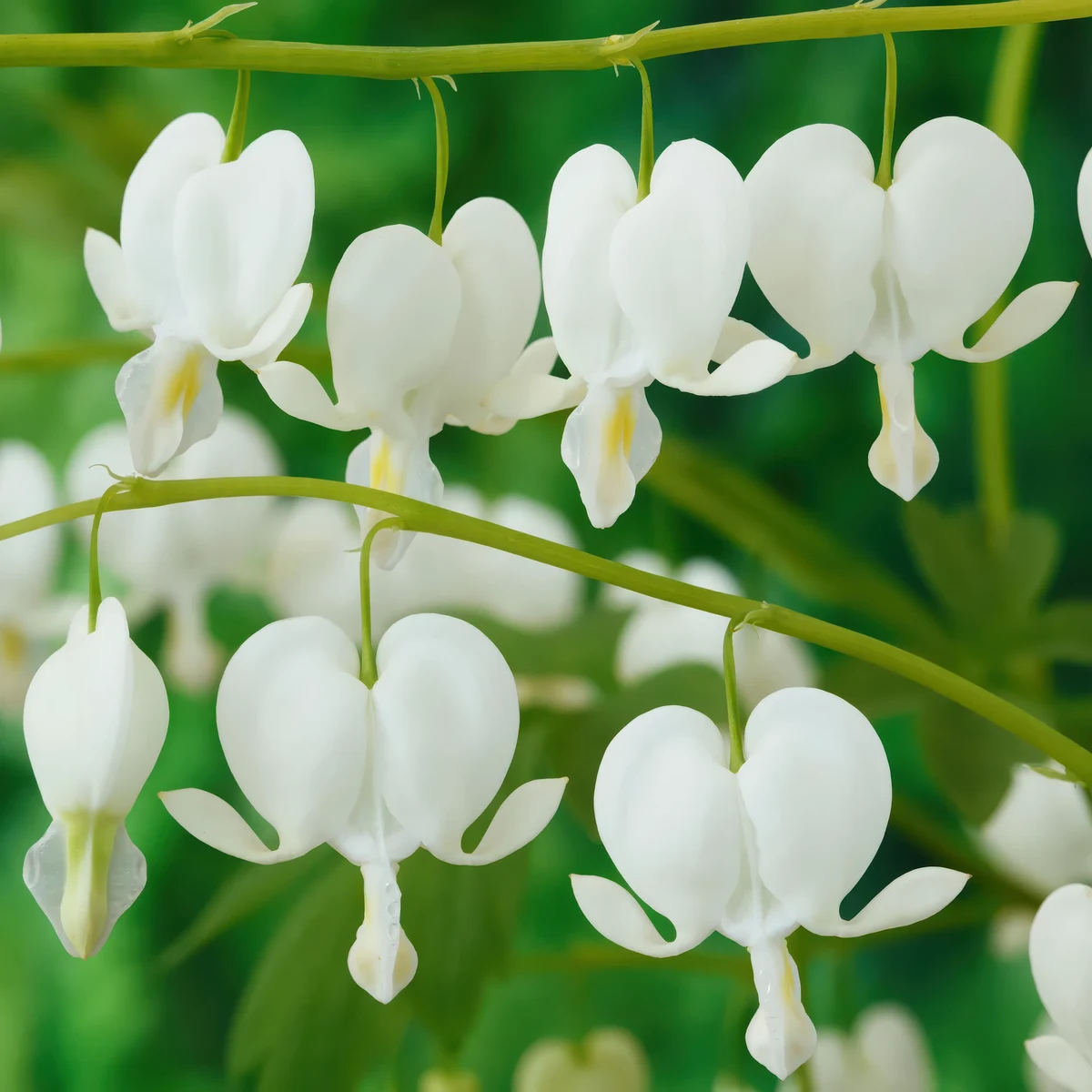 dicentra-spectabilis-alba.webp