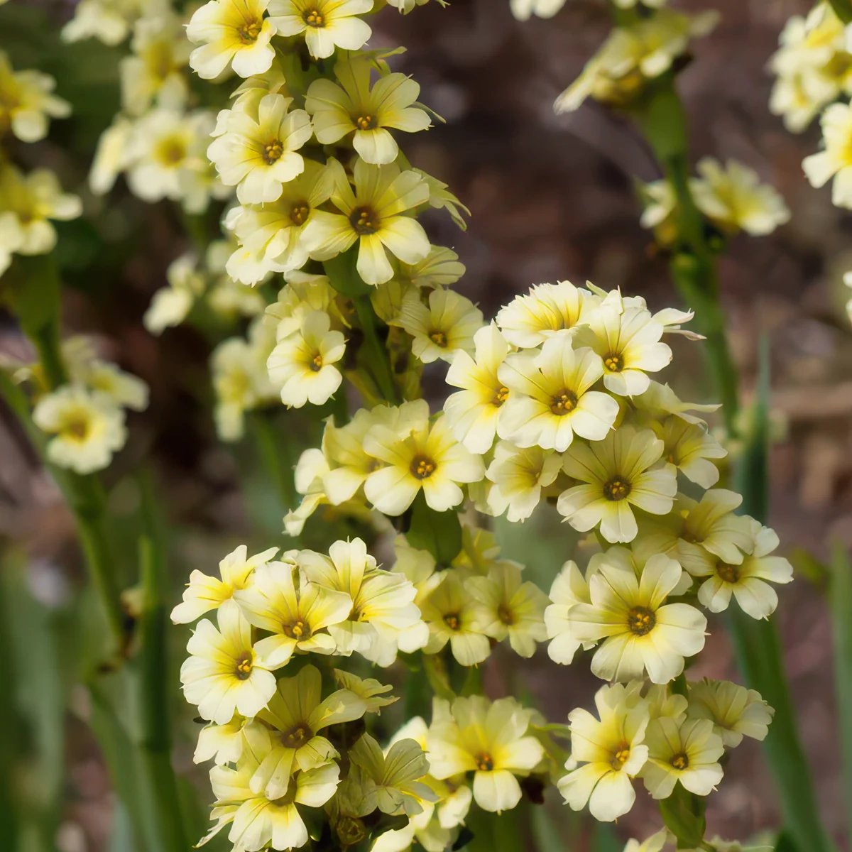 sisyrinchium-striatum.webp