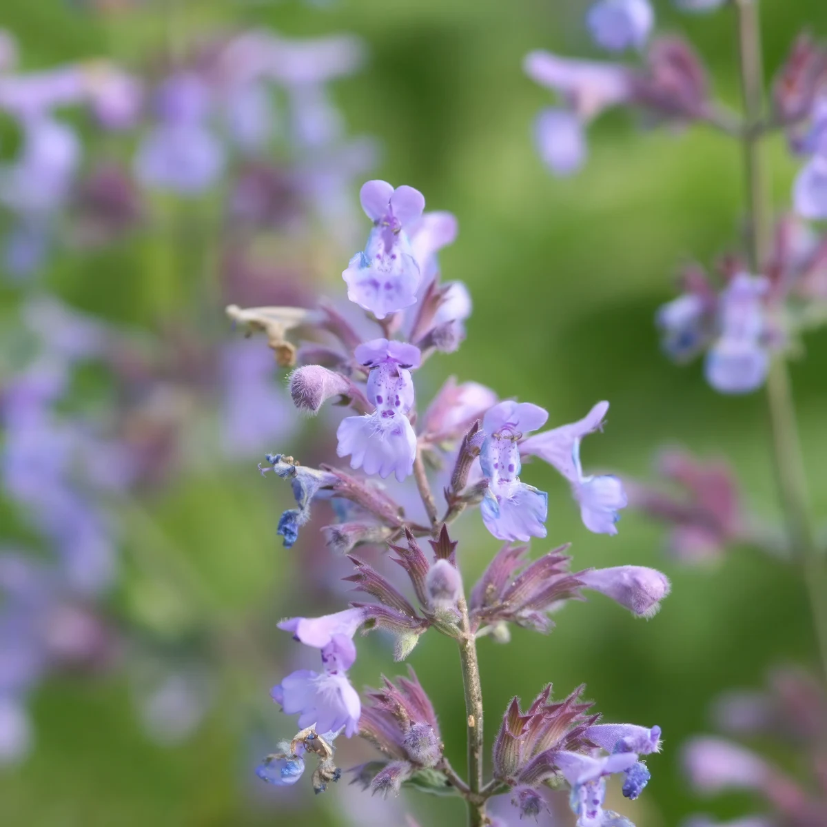 nepeta-catmint-racemore-faassonii.webp
