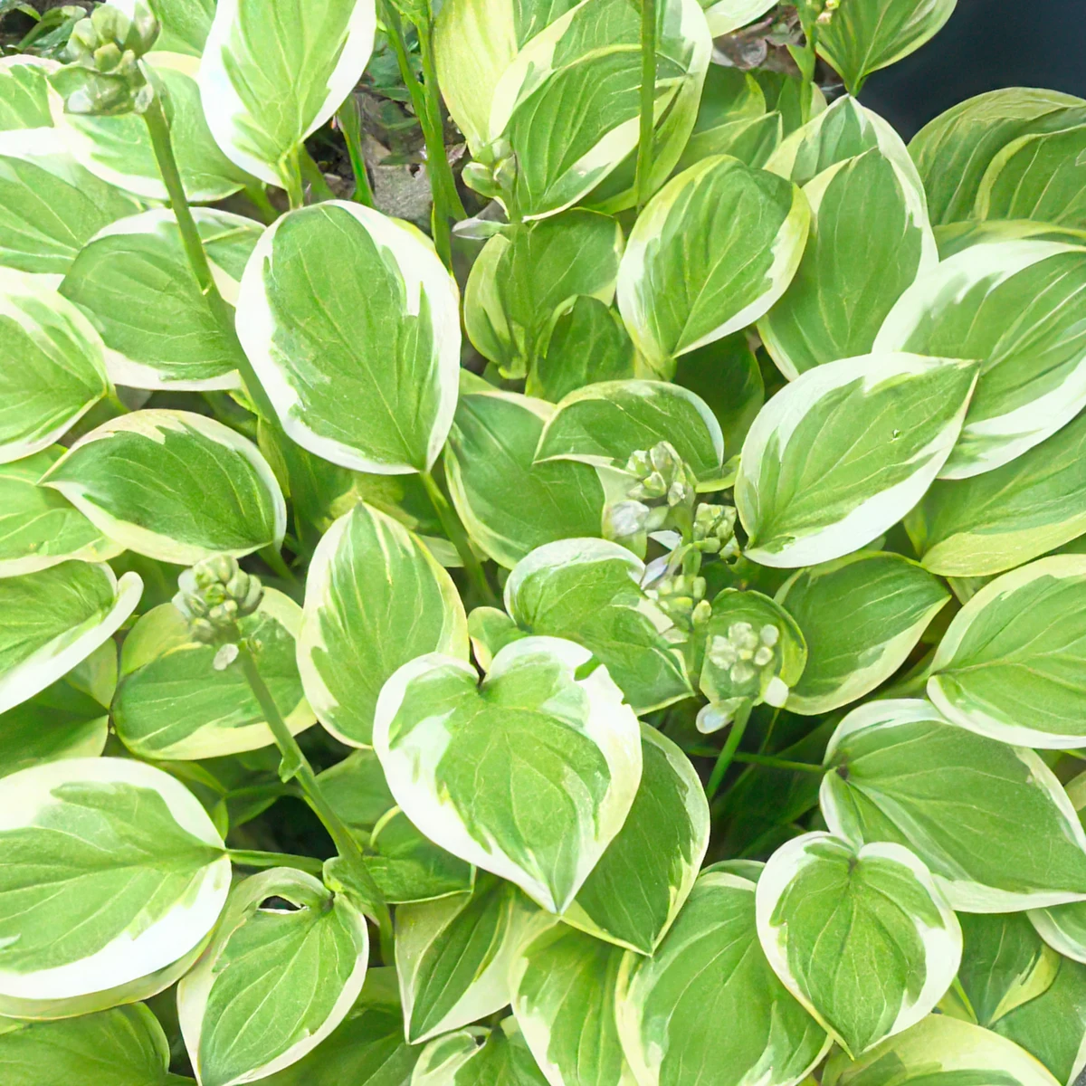 hosta-heavenly-tiara.jpg
