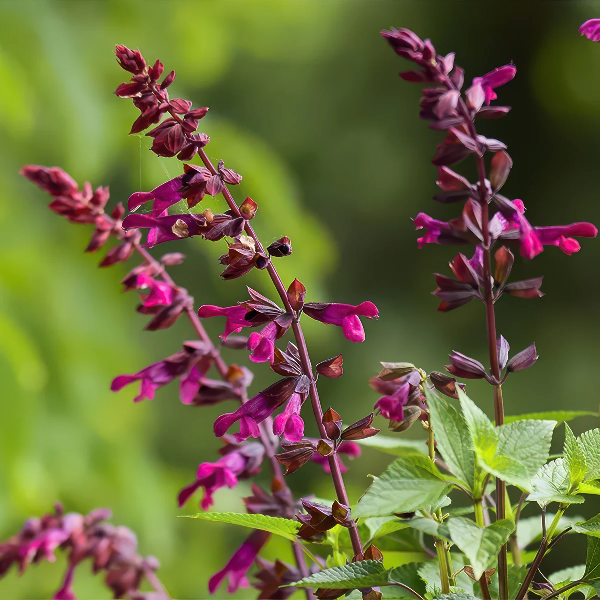 salvia-strawberry-lake.webp