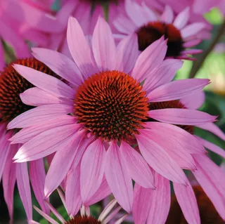 echinacea-nectar-pink.webp