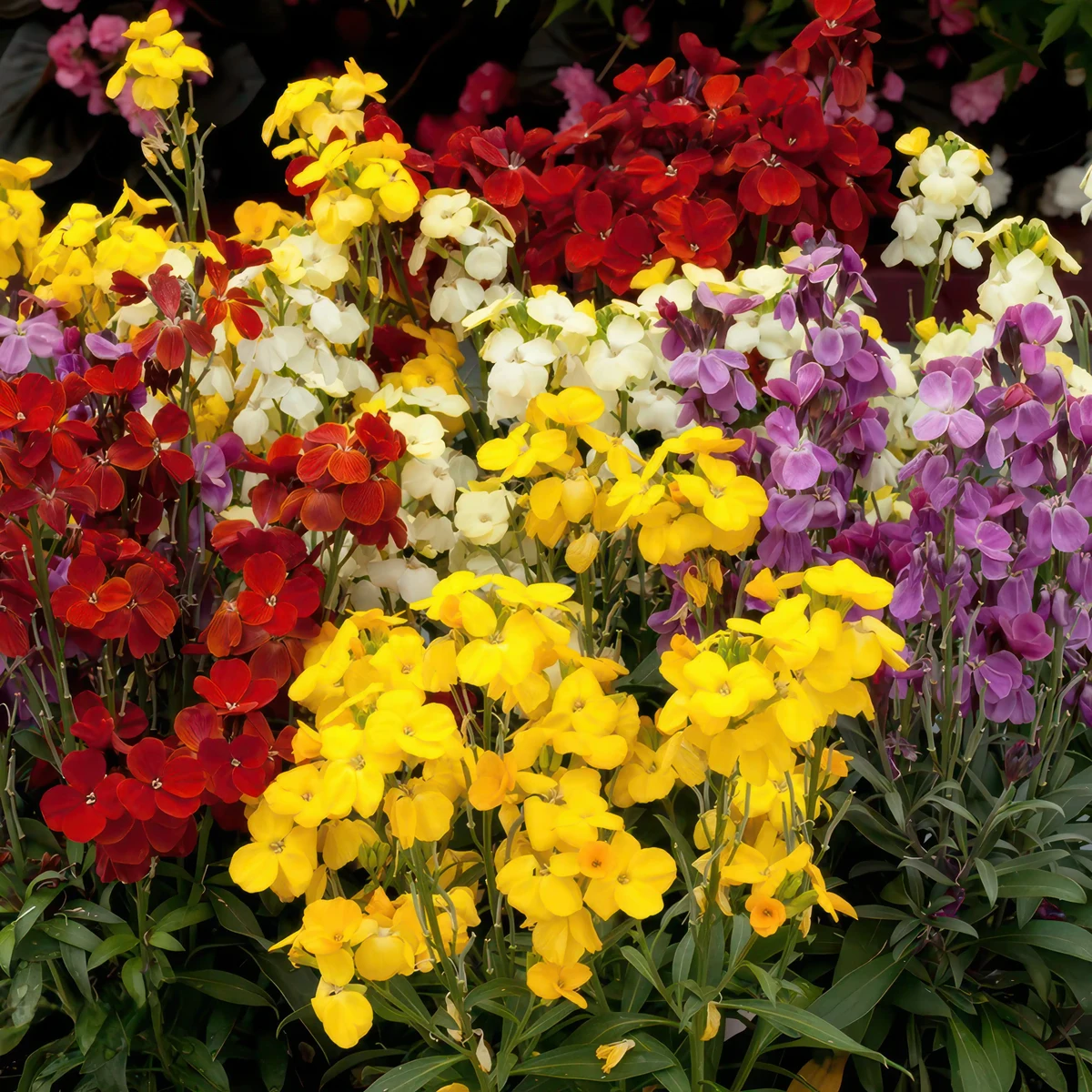 wallflower-erysismum-suger-rush.webp