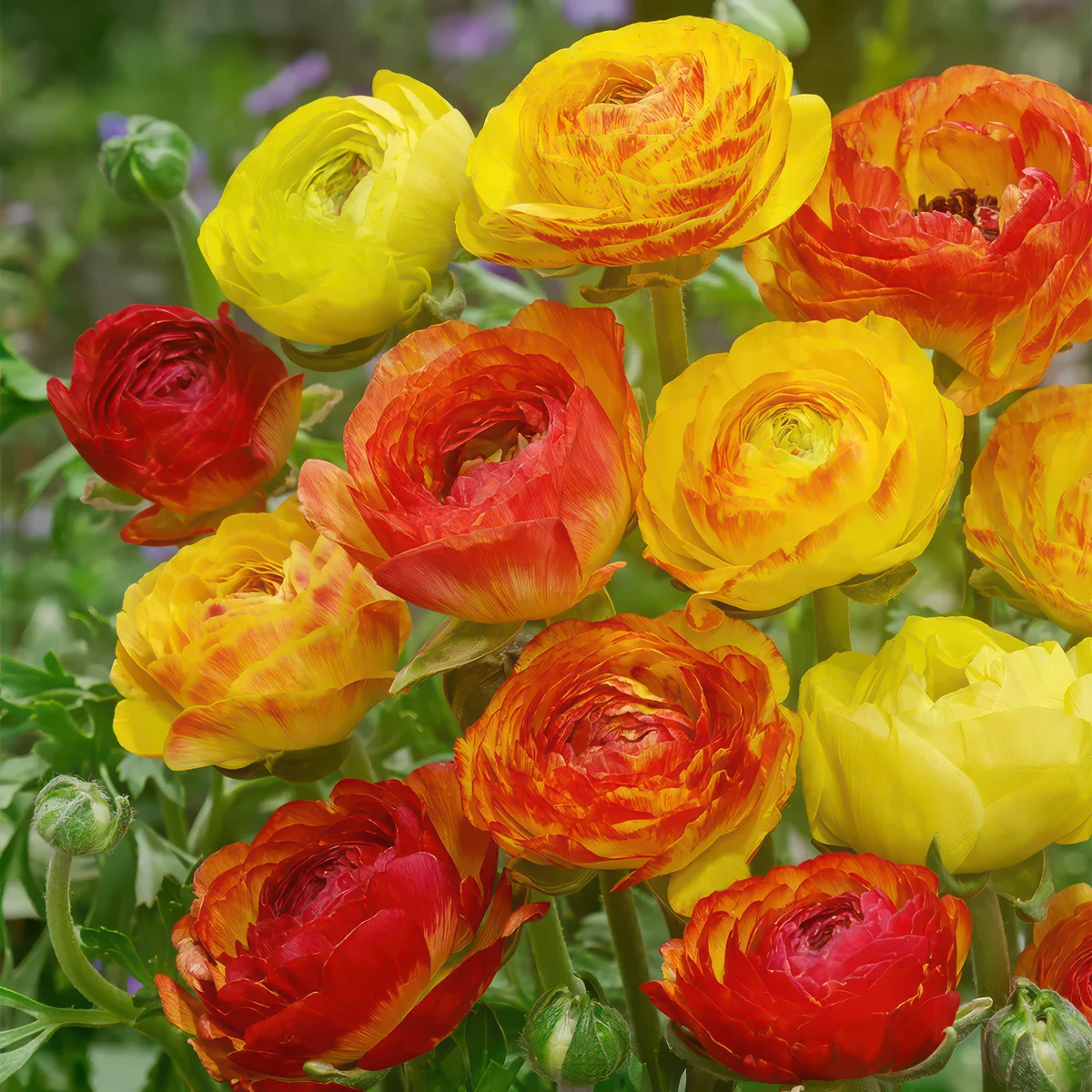 ranunculus-picotee-orange.webp