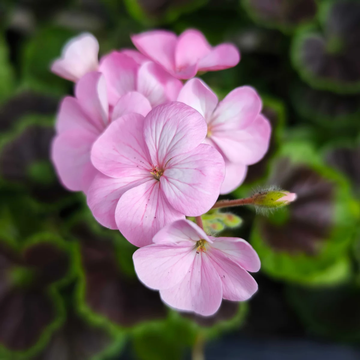 geranium-pelargonium-light-pink.jpg