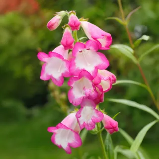 penstemon-beardtongue-laura.jpg