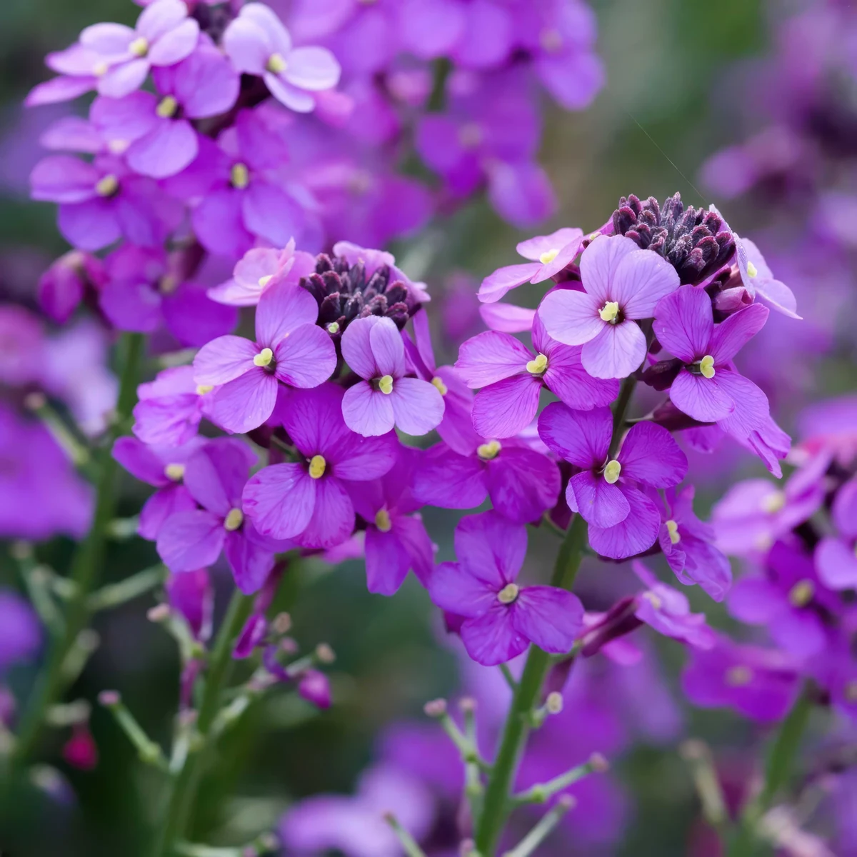 wallflower-erysismum-bowles-mauve.webp