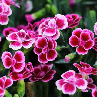 dianthus-carnation-pink-kisses.webp