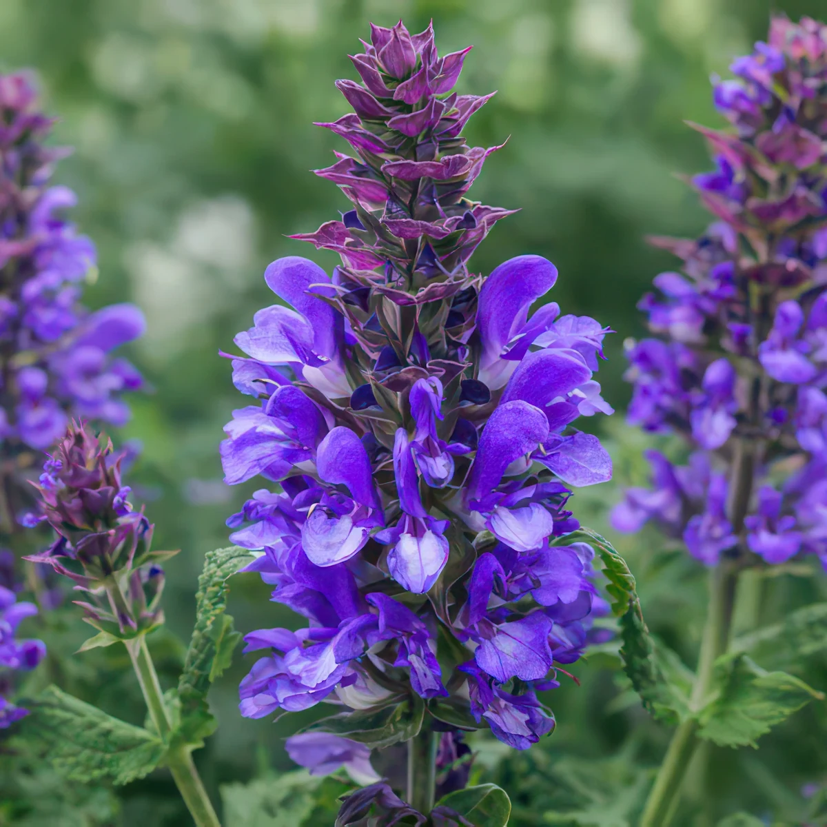 salvia-sage-blue-marvel.webp