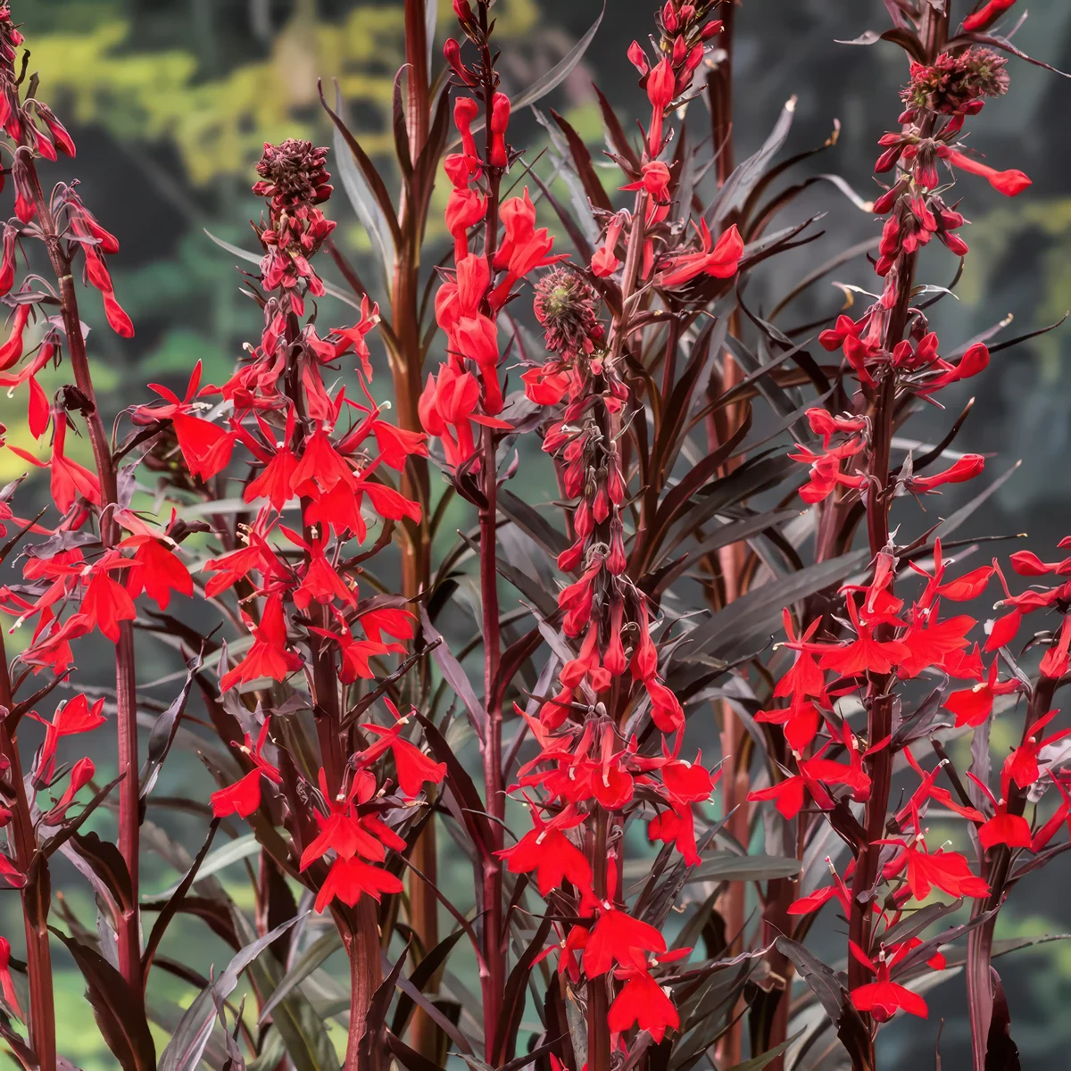lobelia-cardinalis-queen-victoria-1.webp