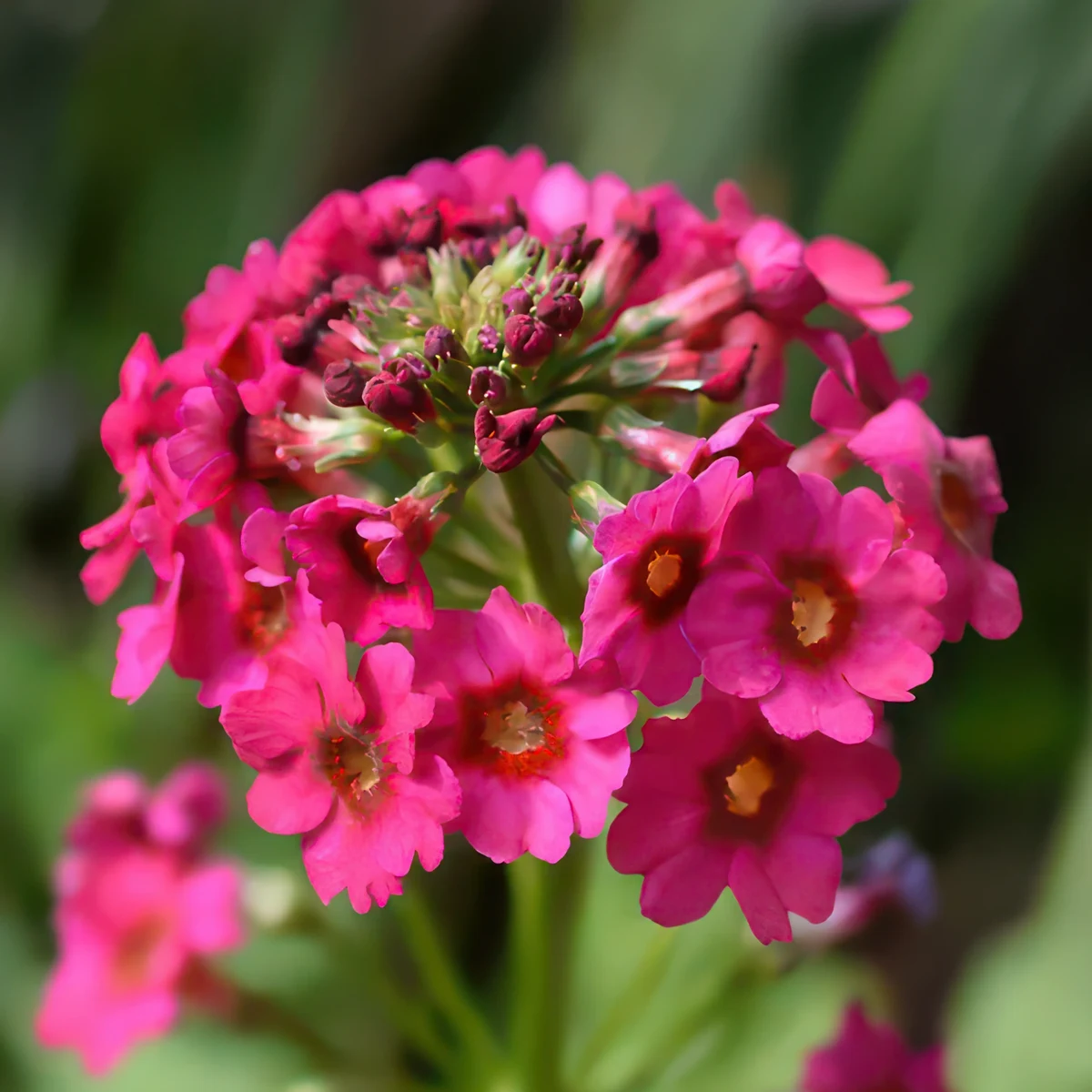 primula-japonica-millers-crimson.webp