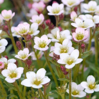 saxifraga-apple-blossom.webp