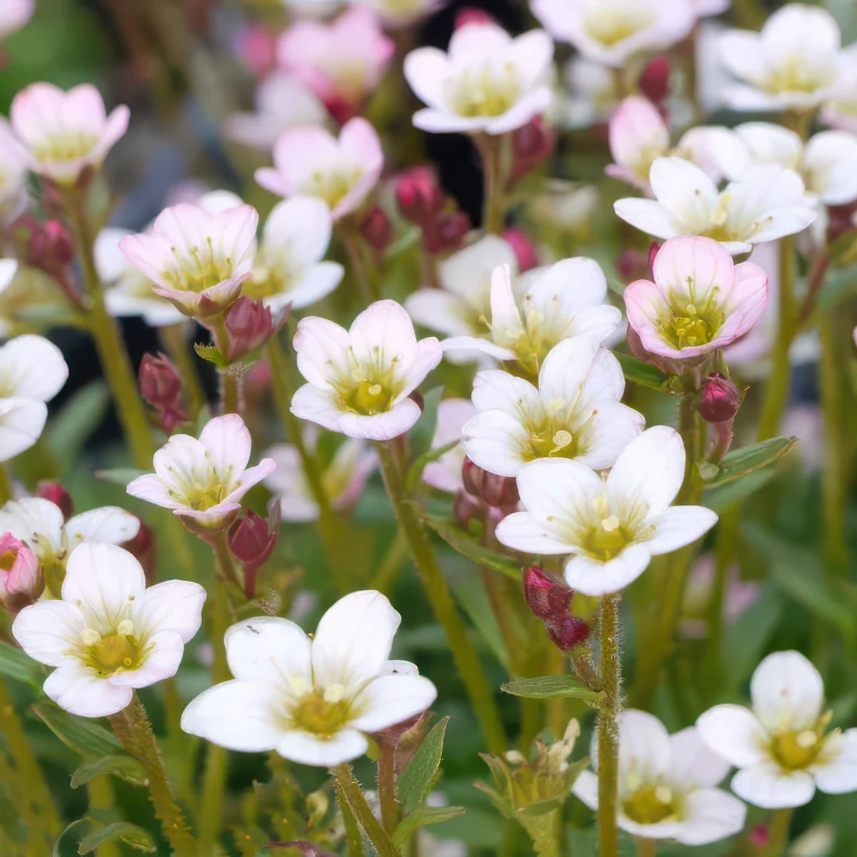 saxifraga-apple-blossom.webp